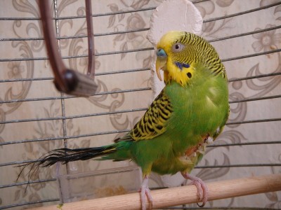 dsc01768_измен.размер.jpg