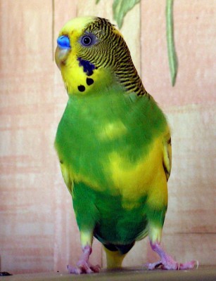 PICT3061.jpg