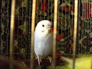 Попугаи 022.jpg