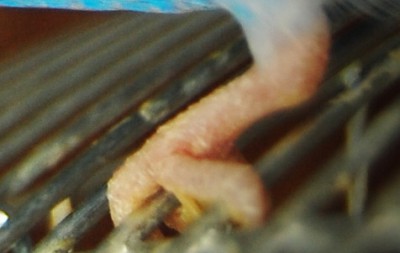 лапки 2.jpg