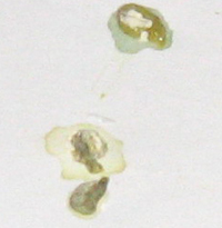 jidkost-v-pomete.jpg