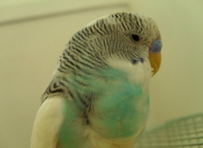 x_6c9d40c5.jpg