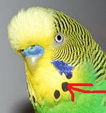 150px-Detail_shot_of_budgerigars_head.jpg