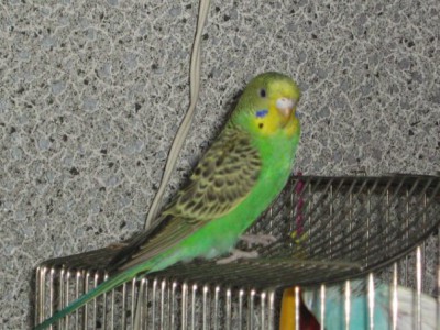 x_96e64d40.jpg