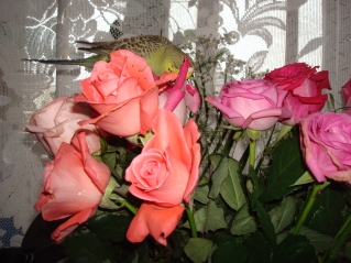 DSC04324.JPG