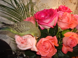 DSC04298.JPG