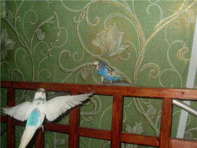 клео и кери.jpg