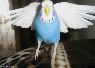 боня 8.jpg