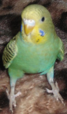 g.jpg