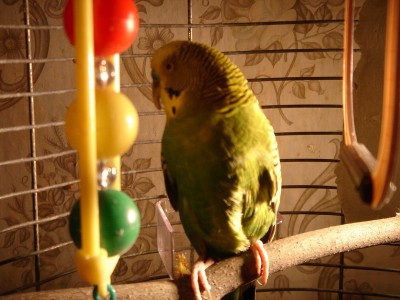 dsc01775_измен.размер.jpg