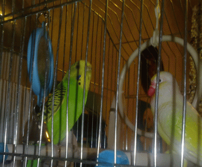 25052010103.gif