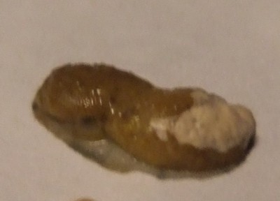 DSCF2852-1.jpg