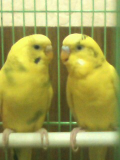 IMG0003A.jpg