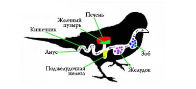 pishevarenie.jpg