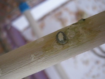 IMG_2926_1.JPG
