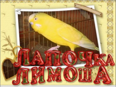 Лимоша.jpg