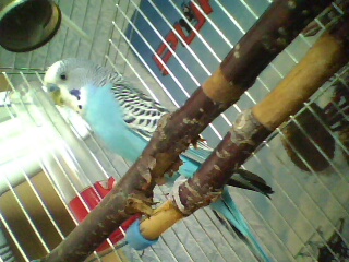 IMG0096A.jpg